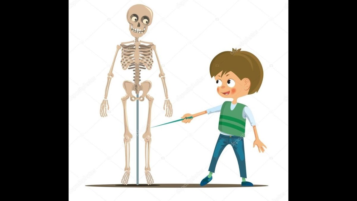 Изучаем скелет человека.