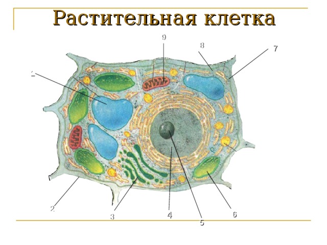 Тайны клетки.