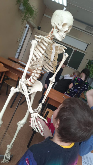 Исследуем скелет человека.
