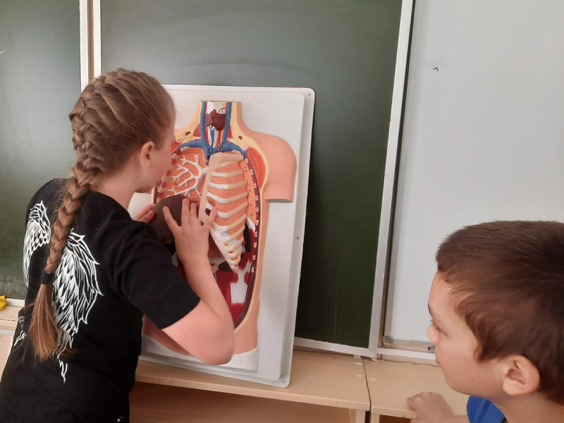 Изучаем анатомию тела человека.